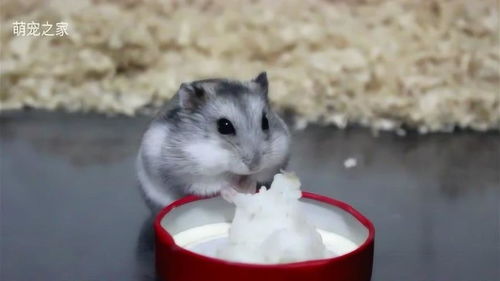 梦见小仓鼠吃东西