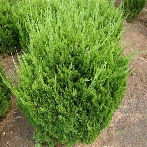 山东临沂莒南小龙柏工程苗