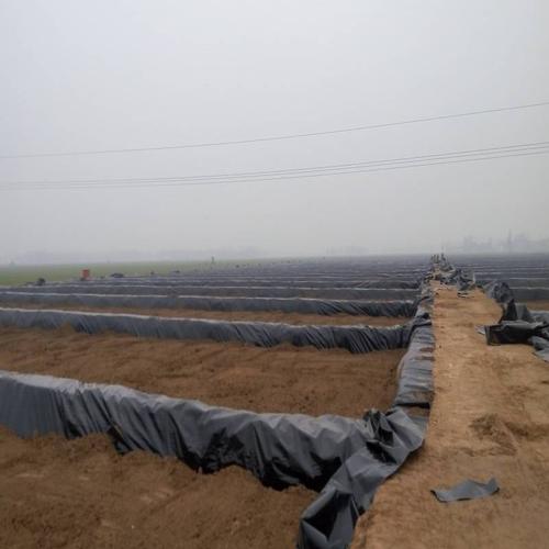 莲藕种植专用防水布图片