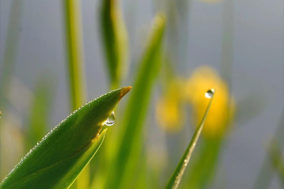 8今天分享的作品:《月光照涟漪》与《多贵图》中的芋头叶,反其道