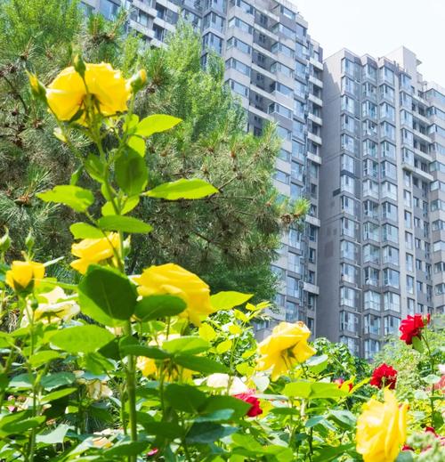 北京富力家园新添花境美景提升居民幸福感