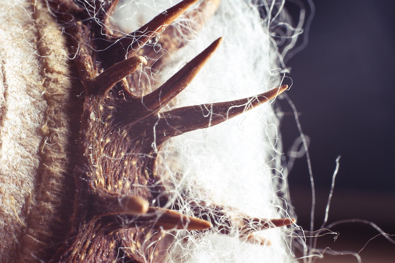 探秘奇人异事，现实中的超自然现象与生活中的非凡人物