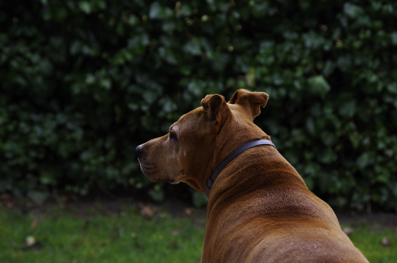 大高加索犬，忠诚的守卫者与家庭的温馨伙伴